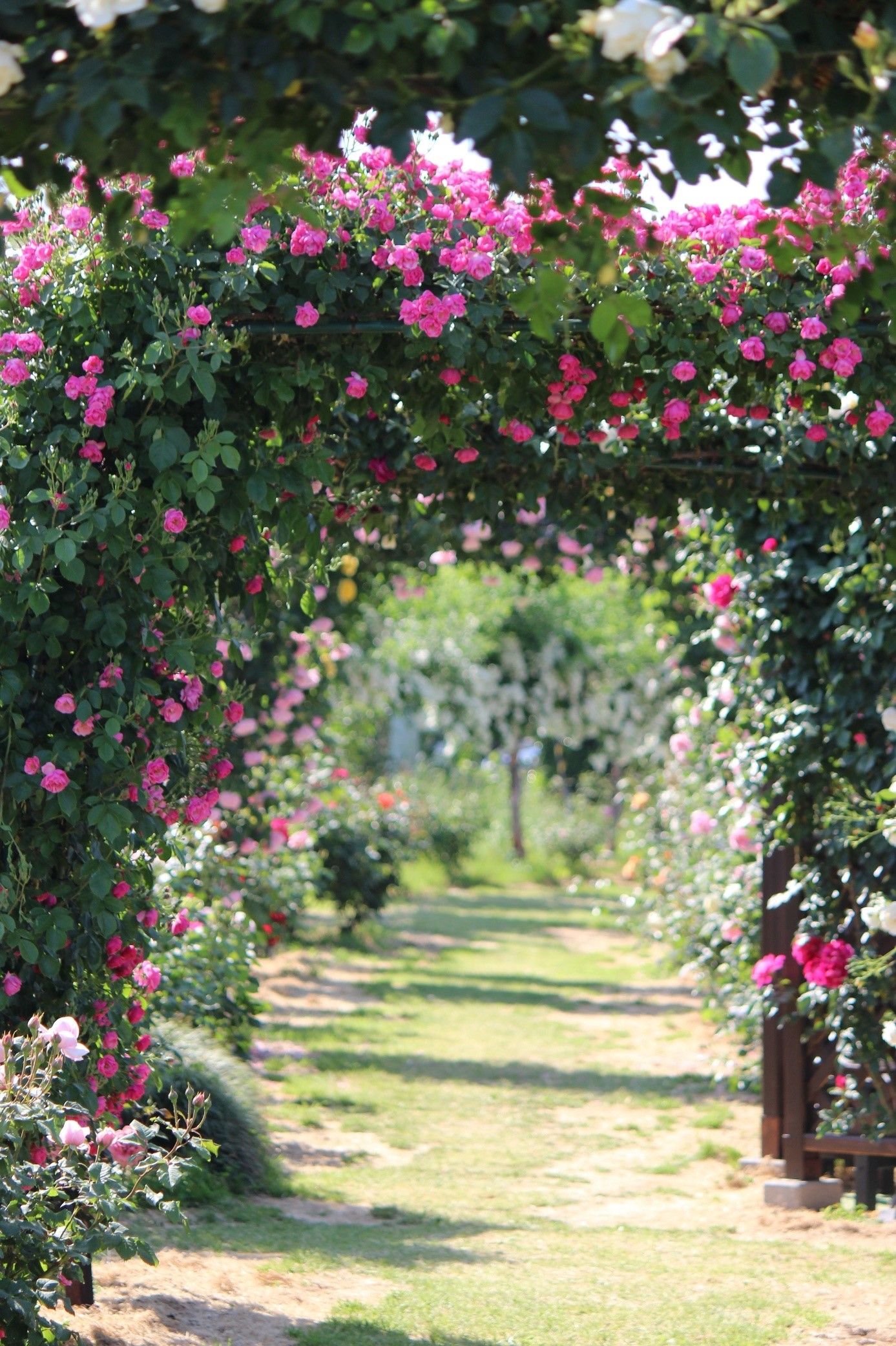 Ambient garden lighting: tips for creating an atmospheric ambience outdoors